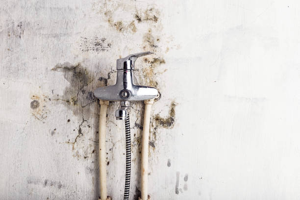 Best Home Mold Removal  in Columbus, MS