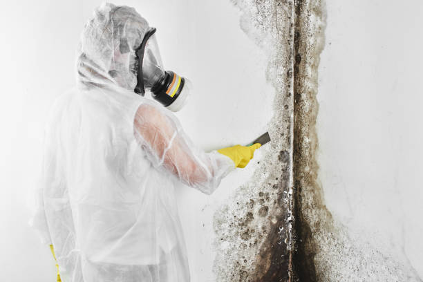 Best Certified Mold Removal  in Columbus, MS