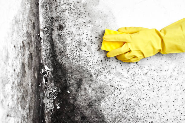 Best Black Mold Removal  in Columbus, MS