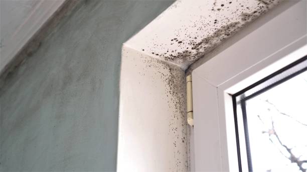 Office Mold Removal Services in Columbus, MS