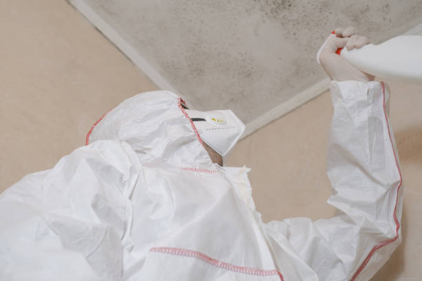 Home Mold Removal in Columbus, MS
