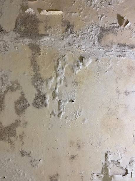 Reliable Columbus, MS Mold Removal Solutions