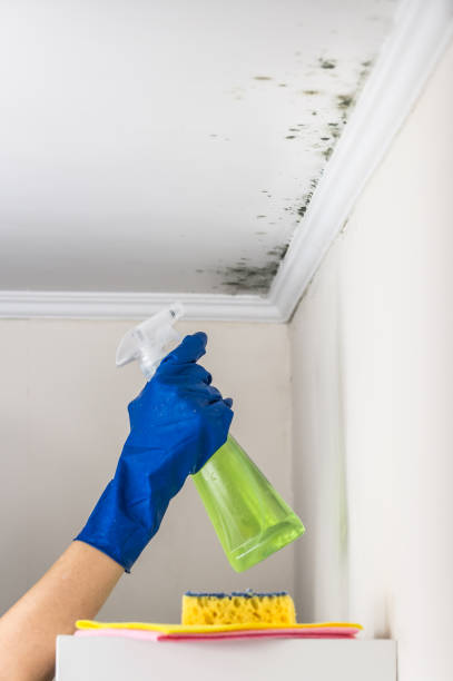 Best Mold Damage Repair  in Columbus, MS